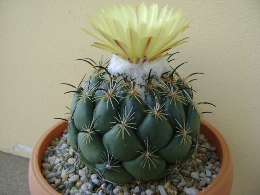 Coryphanta calipensis - Cactusi 2018 continuare