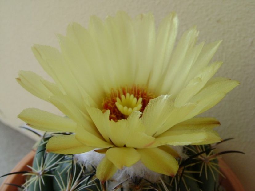 Coryphanta calipensis - Cactusi 2018 continuare