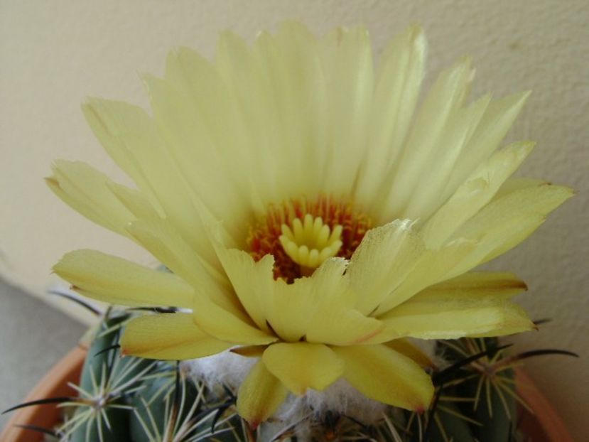 Coryphanta calipensis - Cactusi 2018 continuare