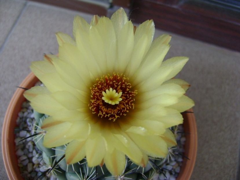 Coryphanta calipensis - Cactusi 2018 continuare