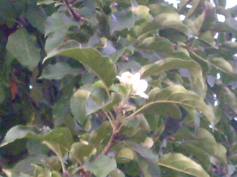 A inflorit marul a doua oara - r Vara 2016-2017-2018-2019