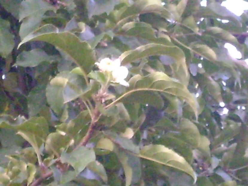 A inflorit marul a doua oara - r Vara 2016-2017-2018-2019