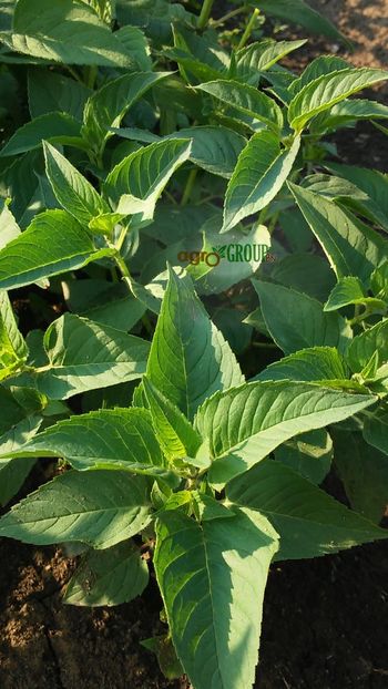 Menta Indiana - Plante Menta Indiana - Monarda Didyma Bergamot de vanzare