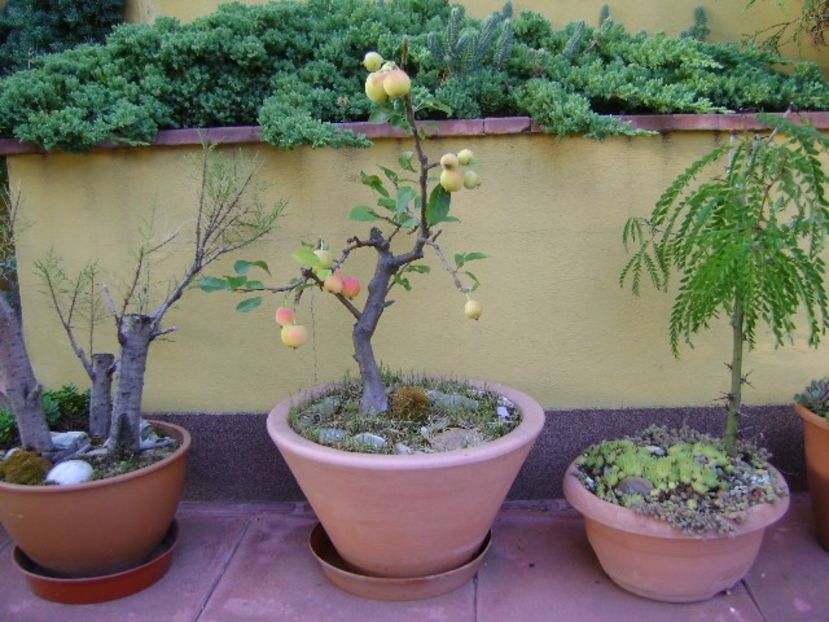 Mar decorativ - Bonsai si prebonsai 2018-2020