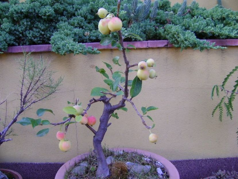 Mar decorativ - Bonsai si prebonsai 2018-2020