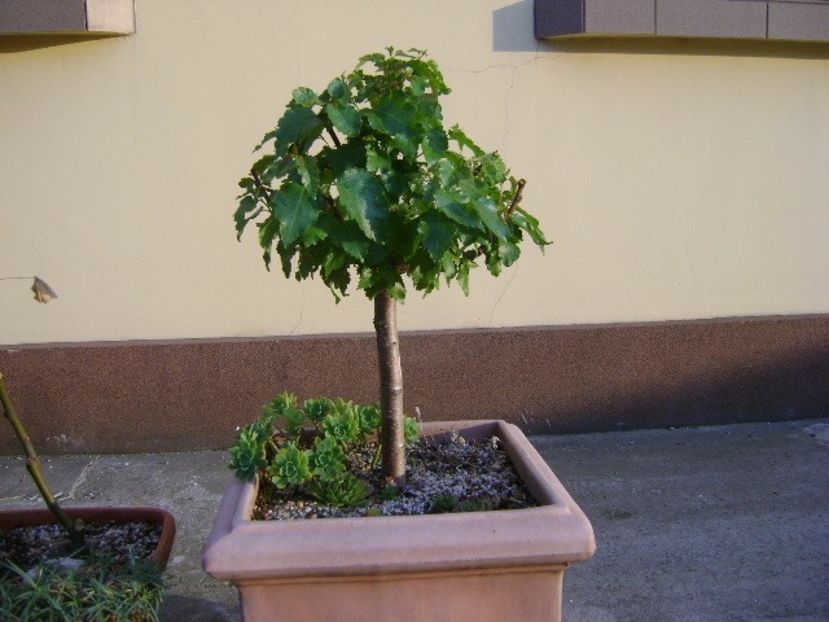 Mesteacan alb - Bonsai si prebonsai 2018-2020