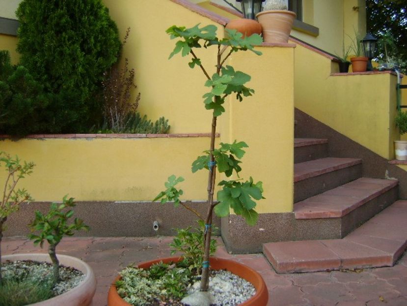 Smochin (Ficus carica) - Bonsai si prebonsai 2018-2020
