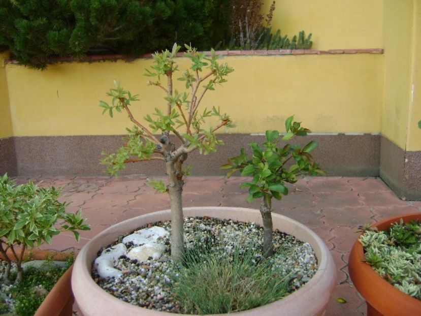 Salcie (Salix integra Hakuro-nishiki) & Gutui japonez - Bonsai si prebonsai 2018-2020