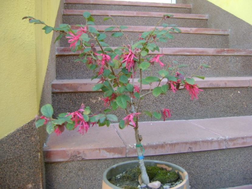 Loropetalum chinensis - Bonsai si prebonsai 2018-2020