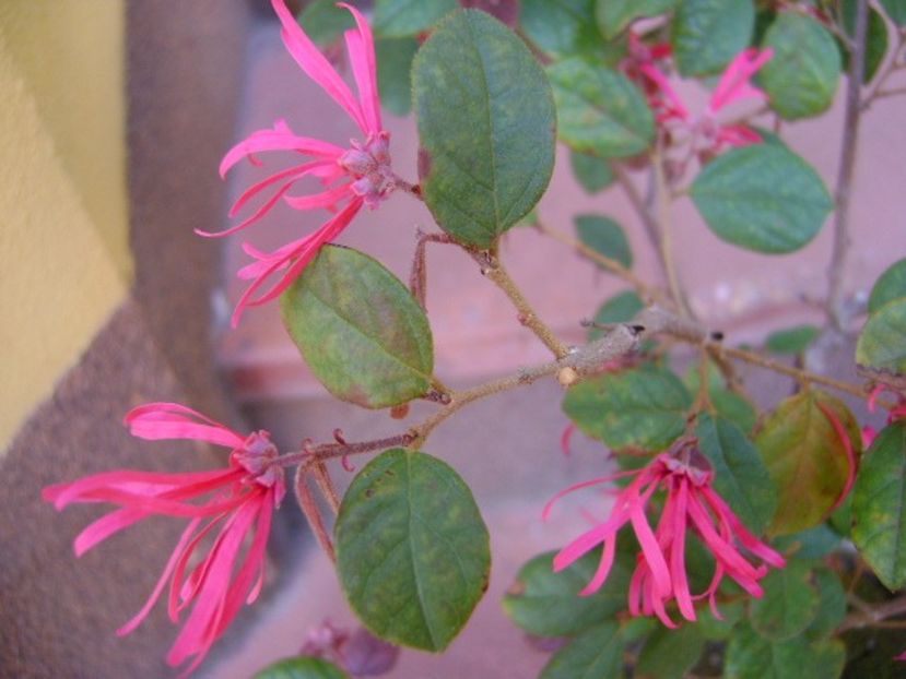 Loropetalum chinensis - Bonsai si prebonsai 2018-2020