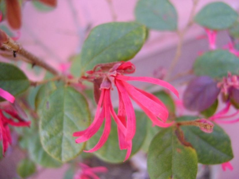 Loropetalum chinensis - Bonsai si prebonsai 2018-2020