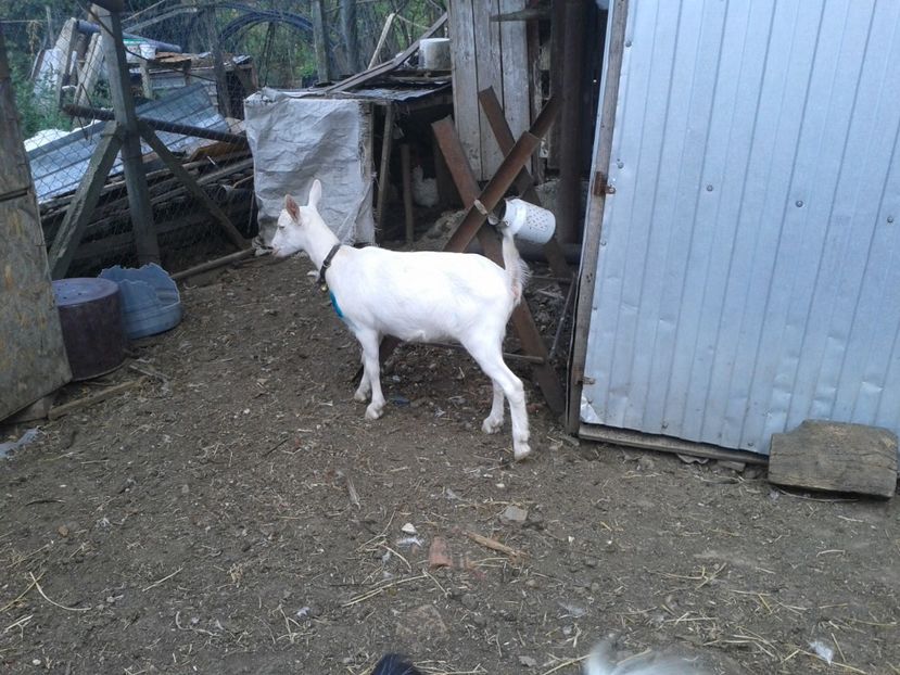 Fotografie0410 - d--- ieduta alba