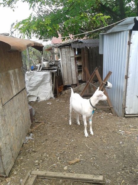 Fotografie0415 - d--- ieduta alba