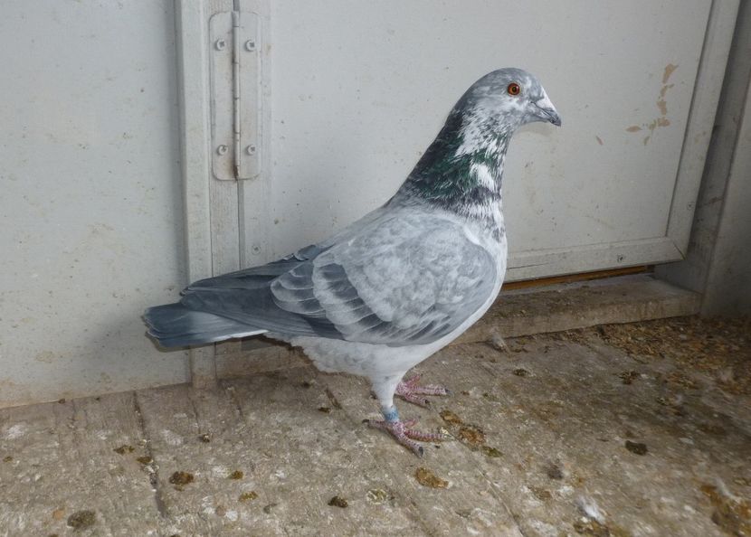 Suru 26 - Cei 6 fantastici