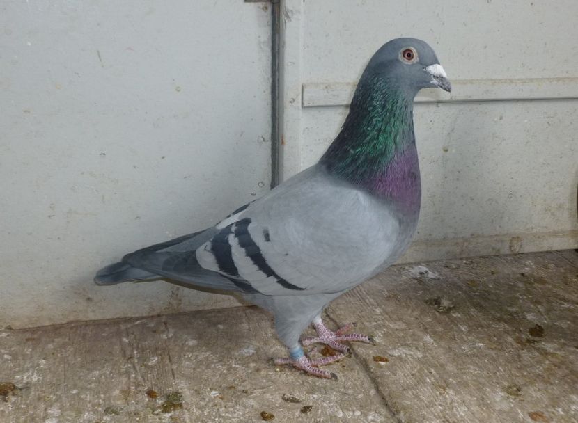 vicentiu 2016 - Cei 6 fantastici