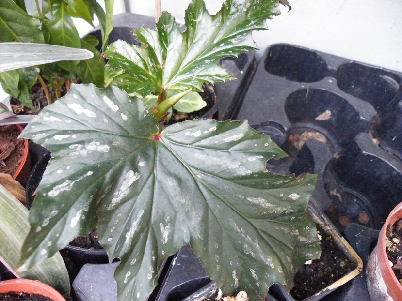 sophie cecile - Colectie begonia