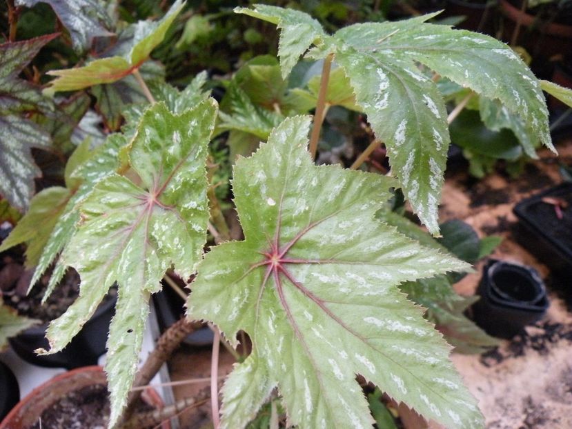 wollnyi - Colectie begonia