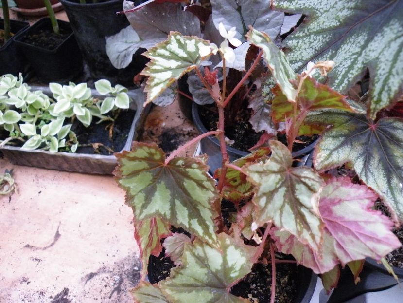 granada - Colectie begonia