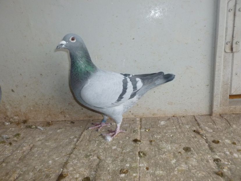 Asu 13 - Cei 6 fantastici