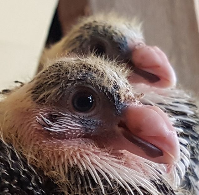  - Pui 2018