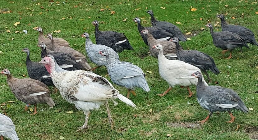  - a-Pui de Bibilică 2018