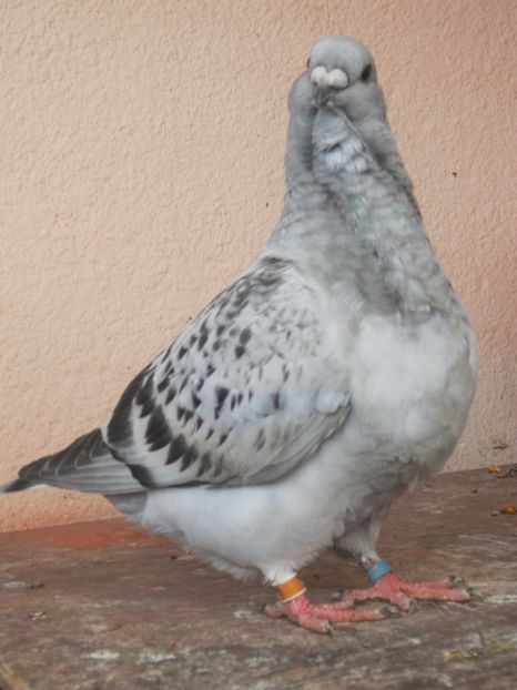 BRAZILIANCA - PUI 2018 produsi in LA FABRICA