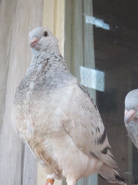 EXTASY - PUI 2018 produsi in LA FABRICA