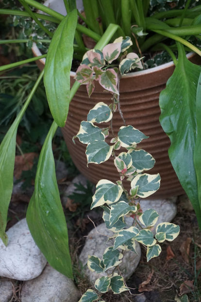  - Bougainvillea 2018