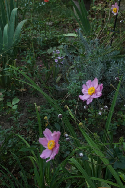  - Septembrie 2018
