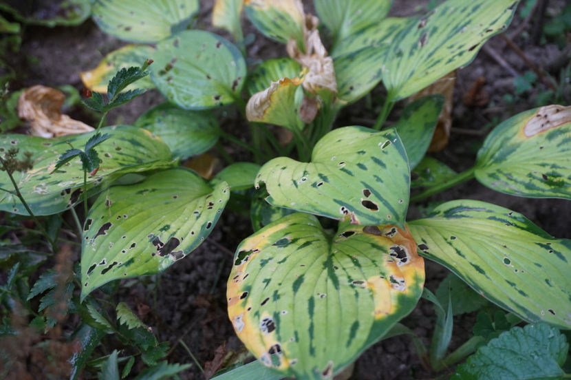  - Hosta 2018- 2022