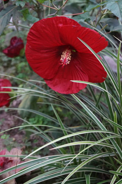  - Hibiscus de gradina