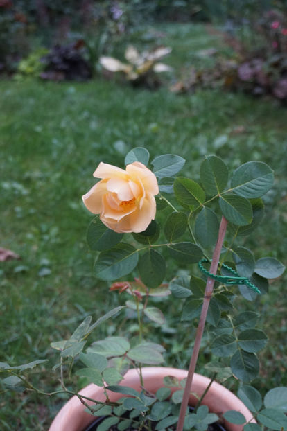 L'Elegante du Pyla - Septembrie 2018