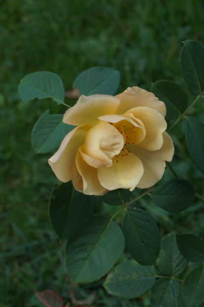 L'Elegante du Pila - Septembrie 2018