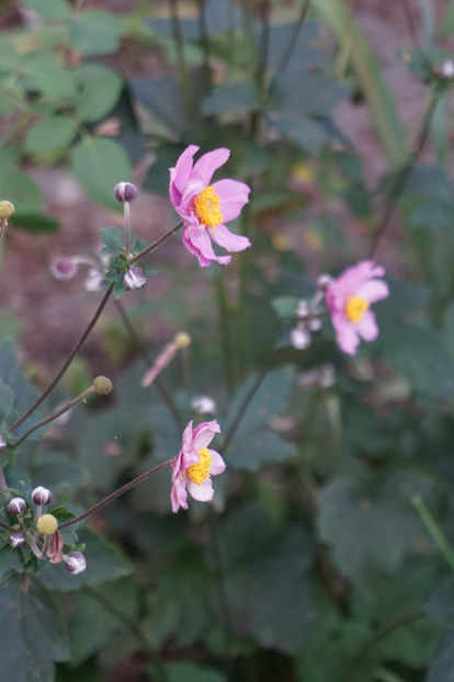  - Anemone 2018- 2019