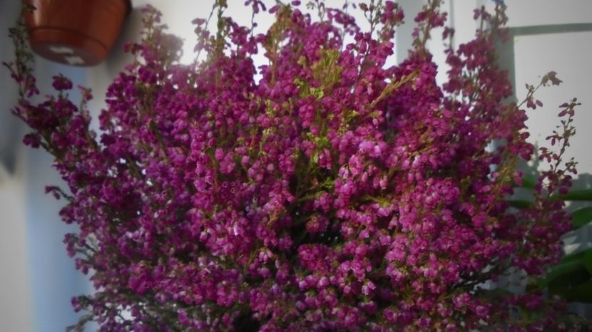 Erica gracillis - In glastra