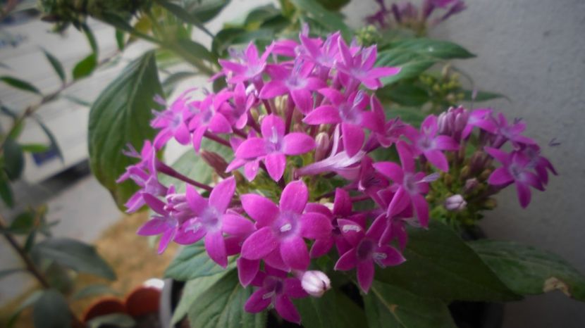 Pentas lanceolata - In glastra