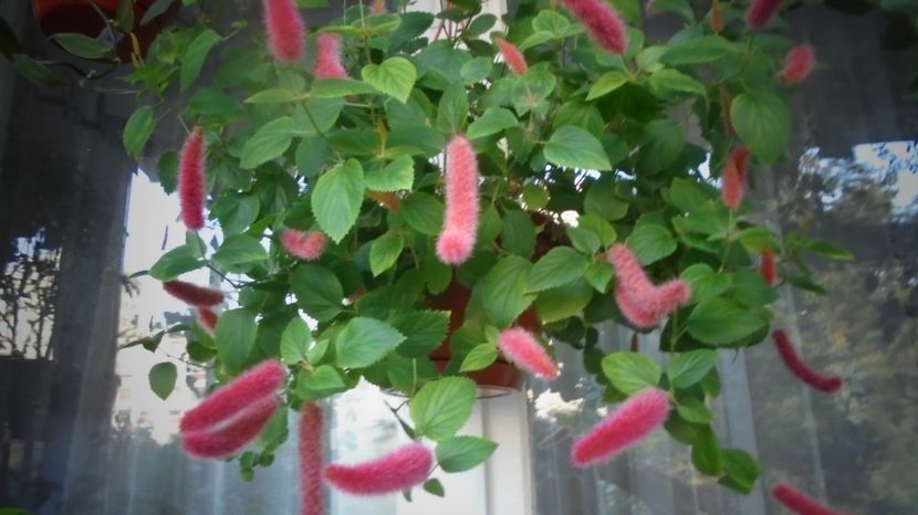 Acalypha reptans - In glastra