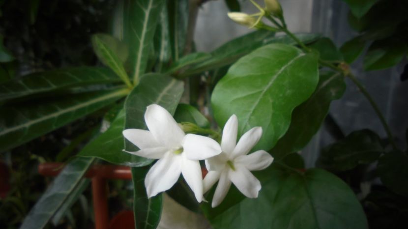 Jasmin sambac - In glastra