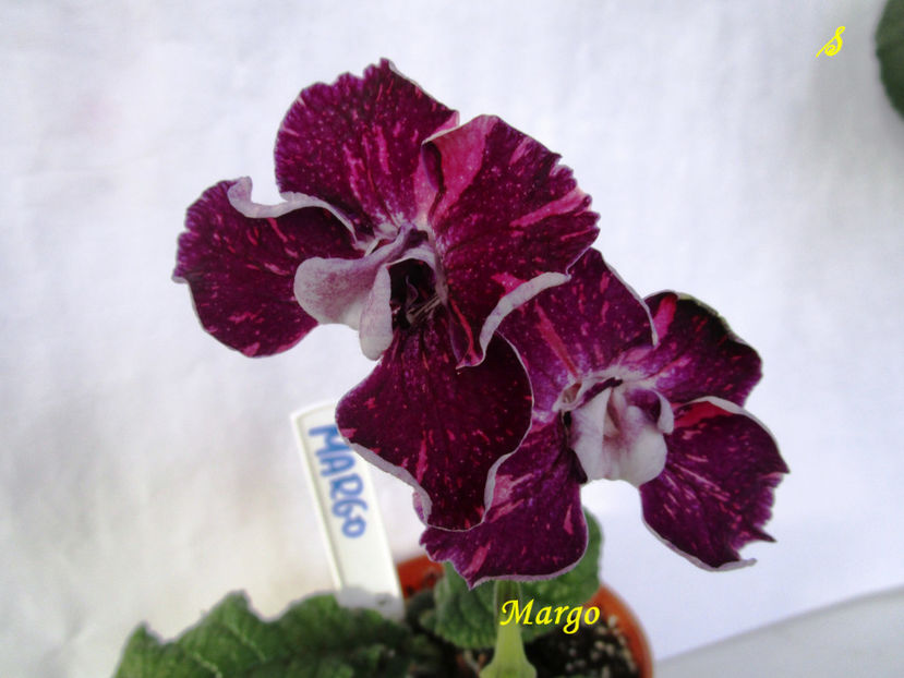 Margo(7-09-2018) - Streptocarpusi 2018