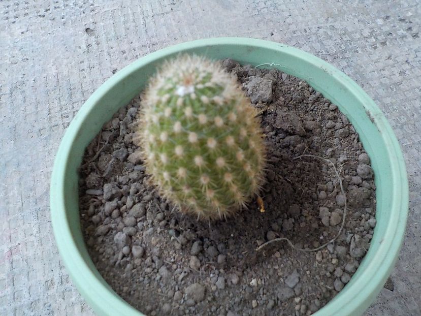  - CACTUSI si SUCULENTE