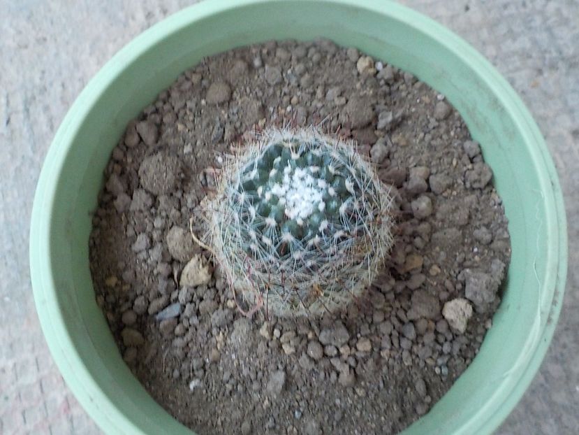  - CACTUSI si SUCULENTE