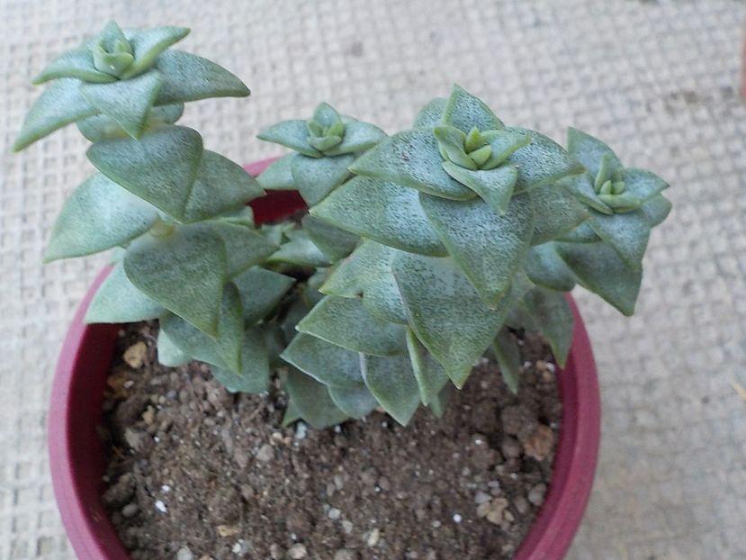  - CACTUSI si SUCULENTE