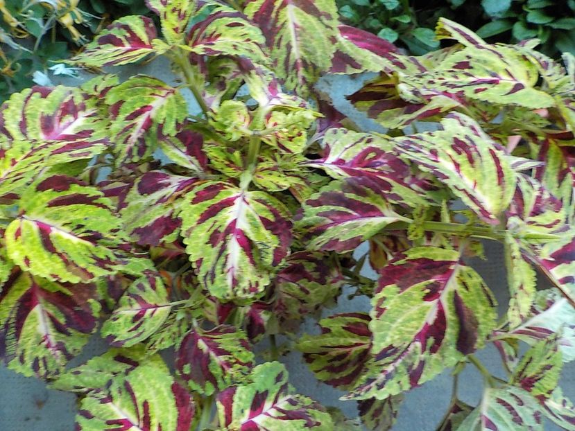  - coleus