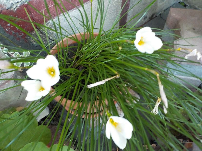  - zephiranthes