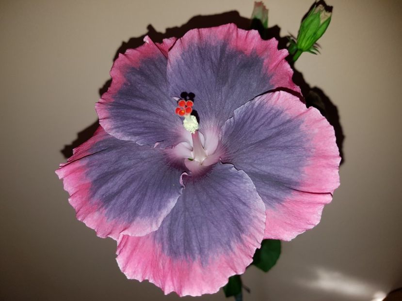  - Hibiscus Moorea My Blue Pearl