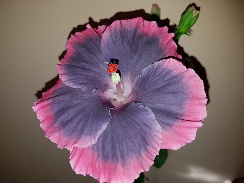  - Hibiscus Moorea My Blue Pearl