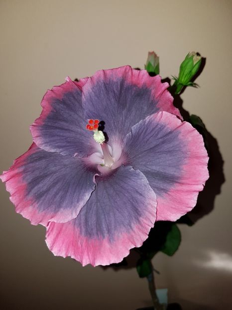  - Hibiscus Moorea My Blue Pearl