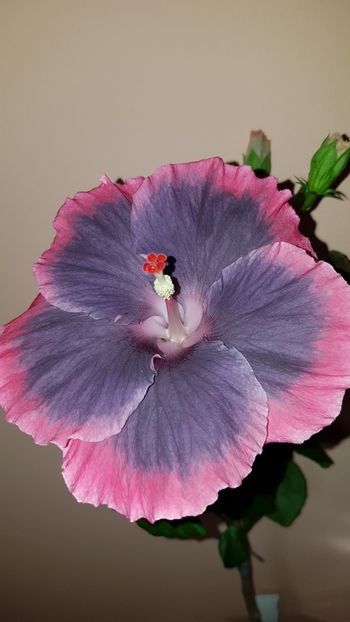 - Hibiscus Moorea My Blue Pearl