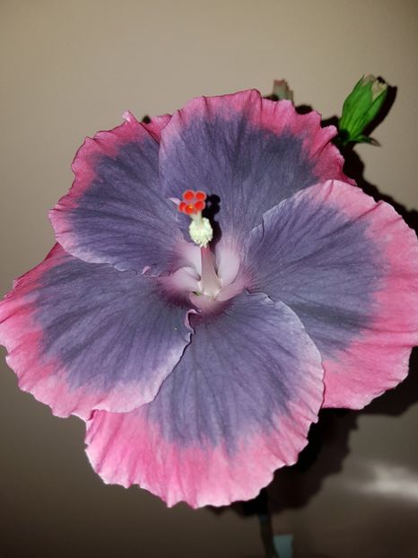  - Hibiscus Moorea My Blue Pearl