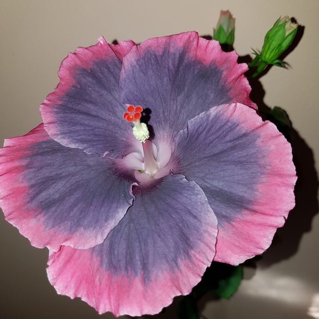 - Hibiscus Moorea My Blue Pearl